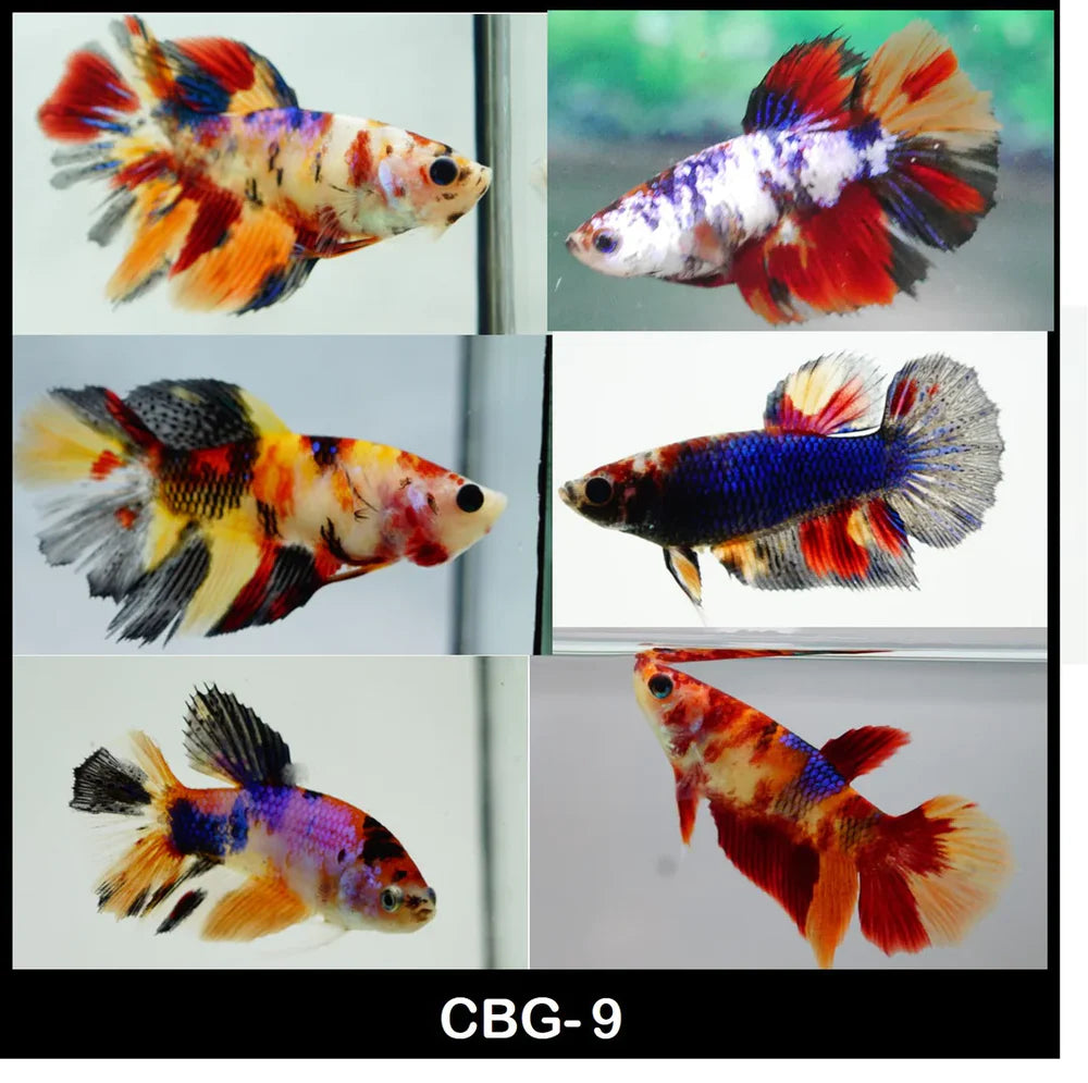 Koi Buy Original Koi Fish Online in India Best4Pets