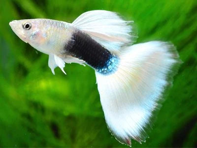 Buy Guppy Fish Online in India Best Collection Best4Pets