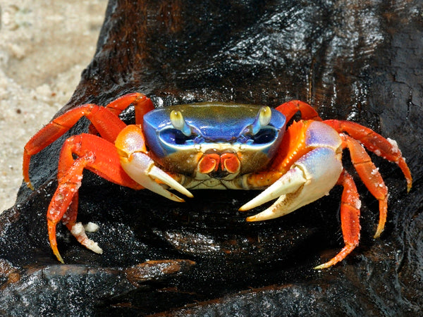 Freshwater aquarium crabs best sale