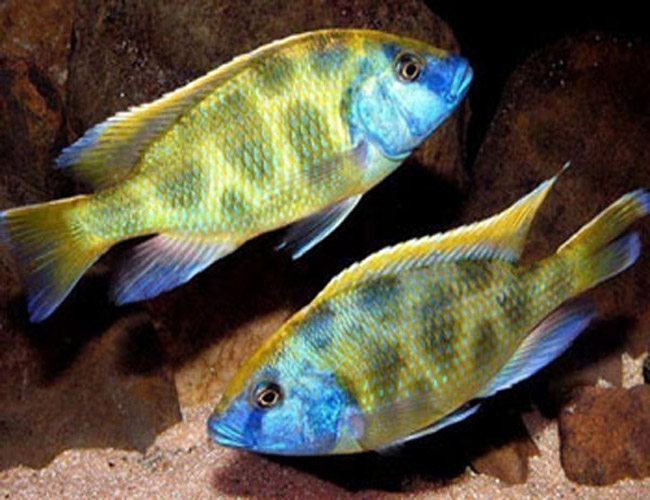 Buy Cichlids Fish Online at Best Price Best4Pets