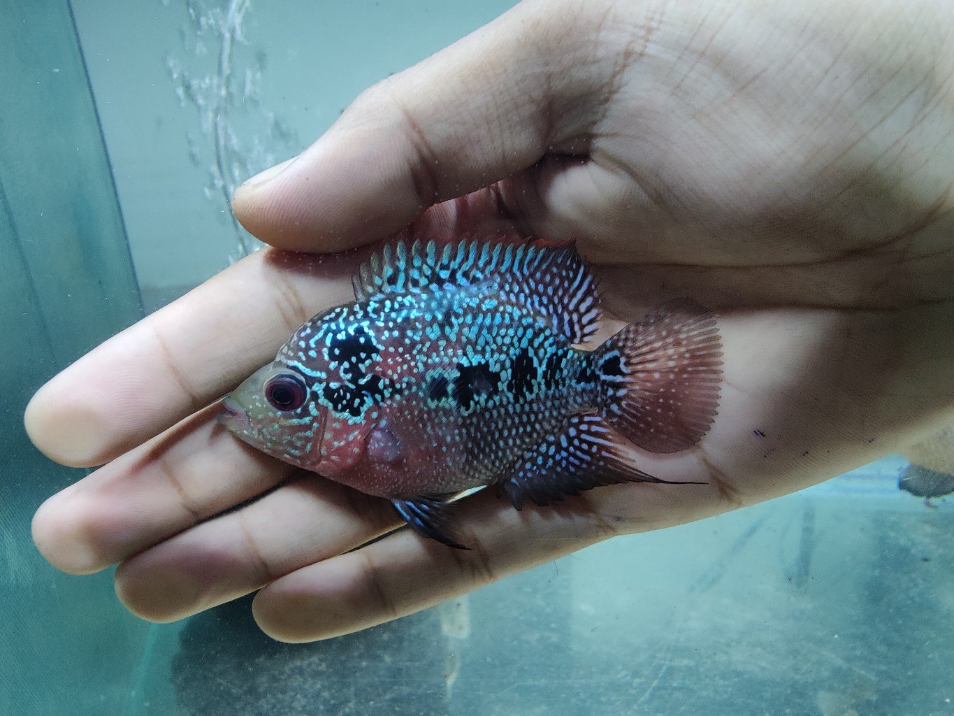 Short Body Flowerhorn 2.5 Best4Pets