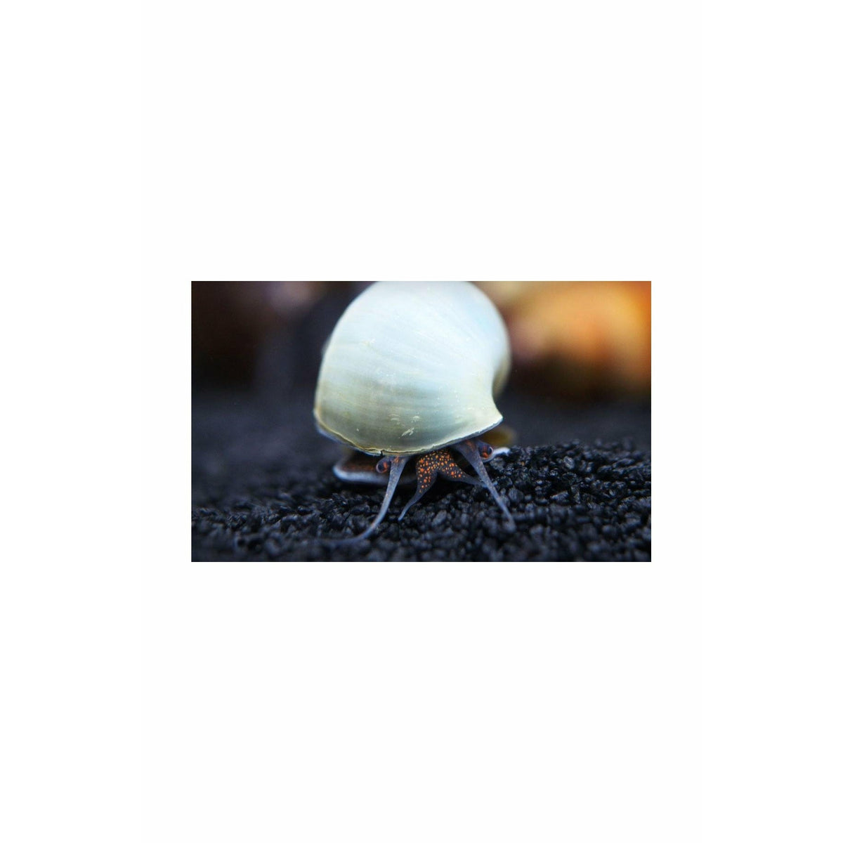 Ramshorn Snail – Best4Pets