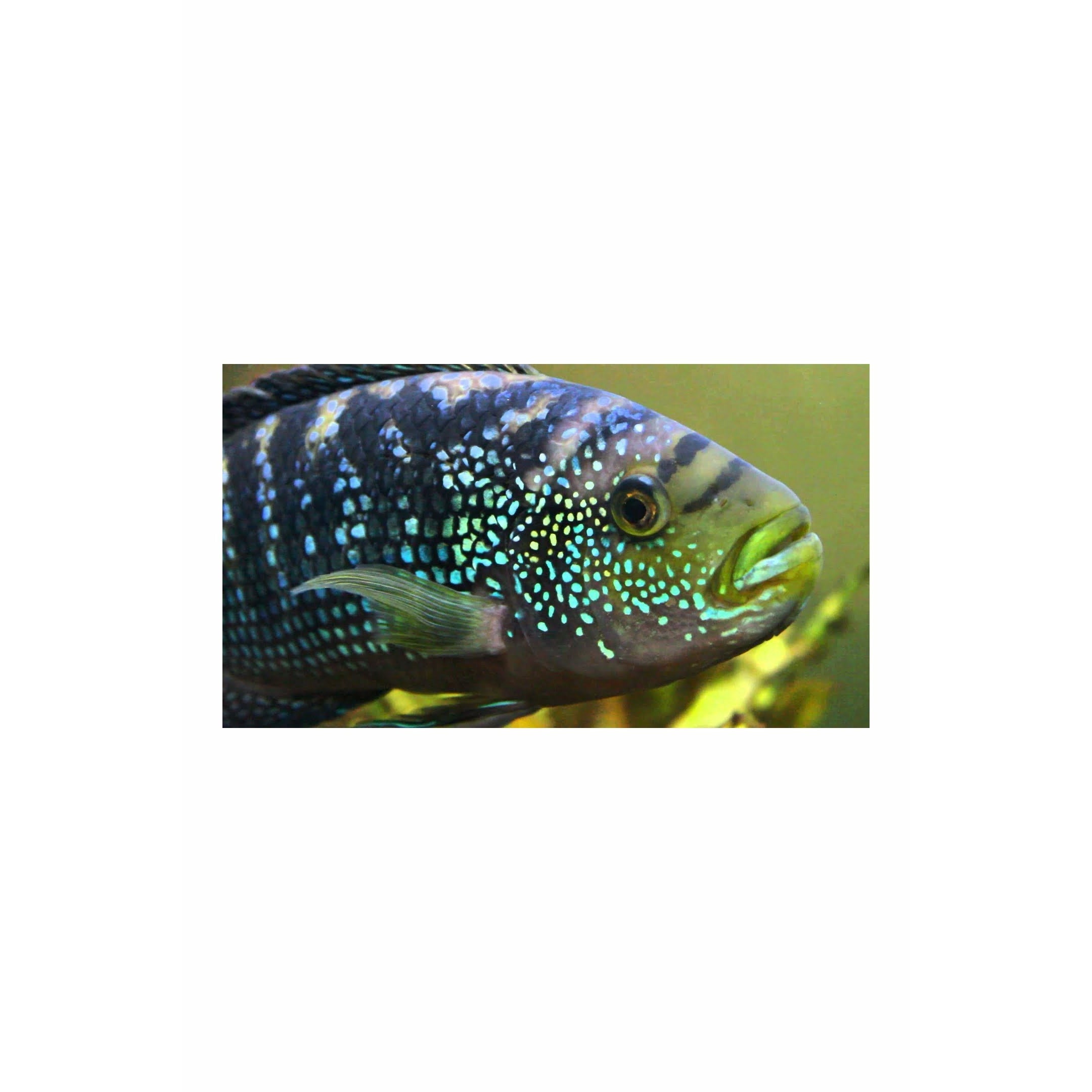 Jack Dempsey cichlid Rocio octofasciata 2.5 Best4Pets