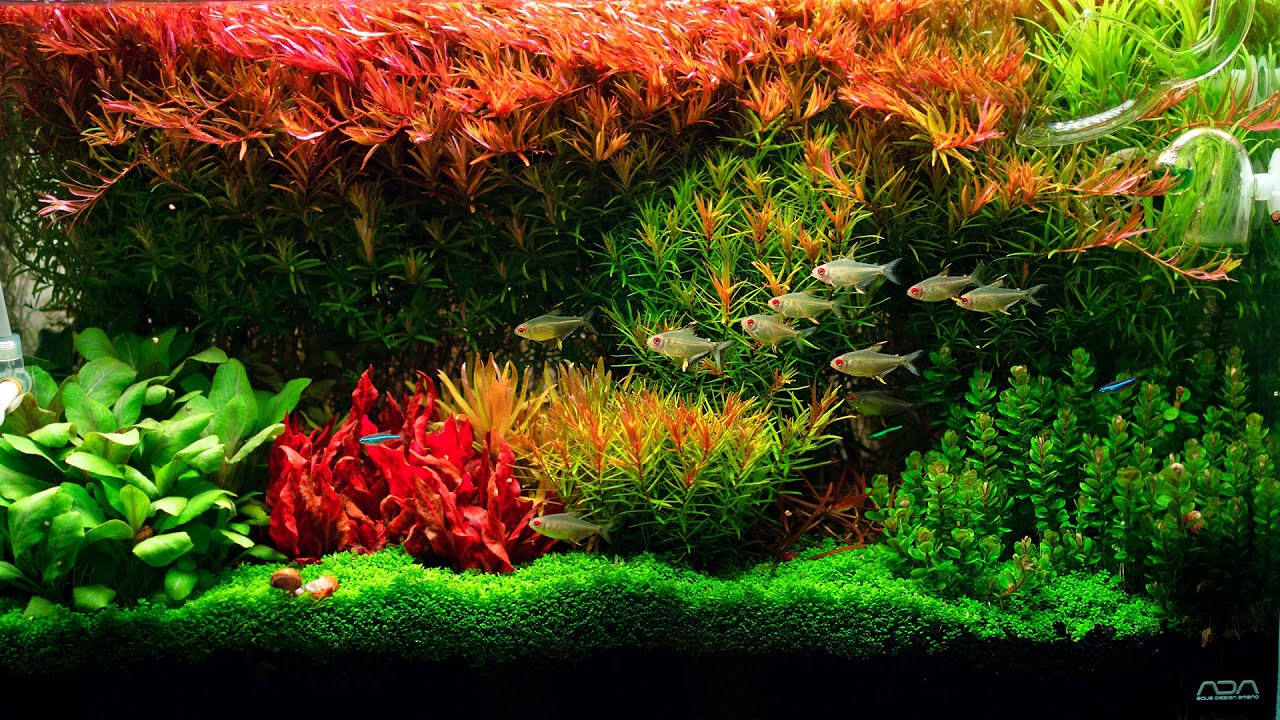 Setting up a freshwater aquarium: tank size, substrate, and decorations.
