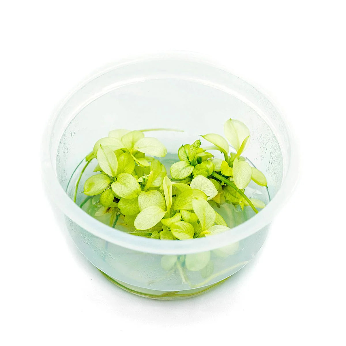 A Beginner's Guide to Tissue Culture Plants