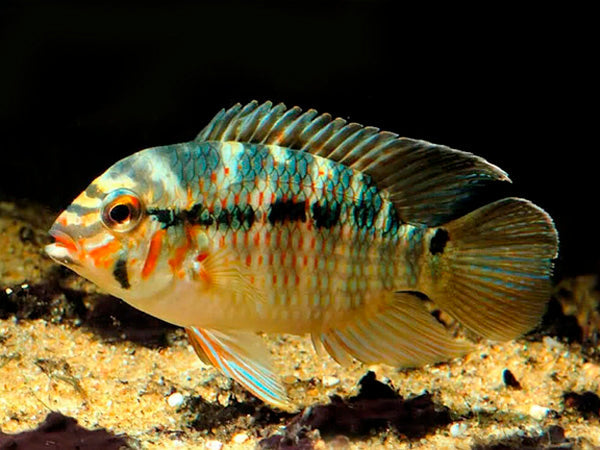 freshwater fish for aquarium