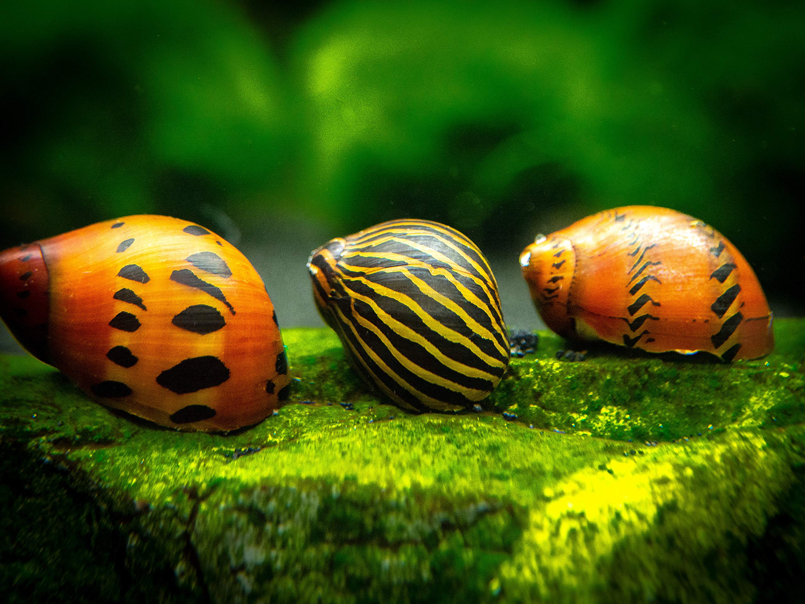 snails, aquarium snails