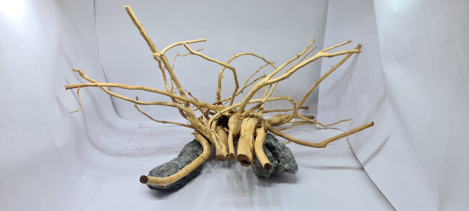 Golden Knotted Driftwood