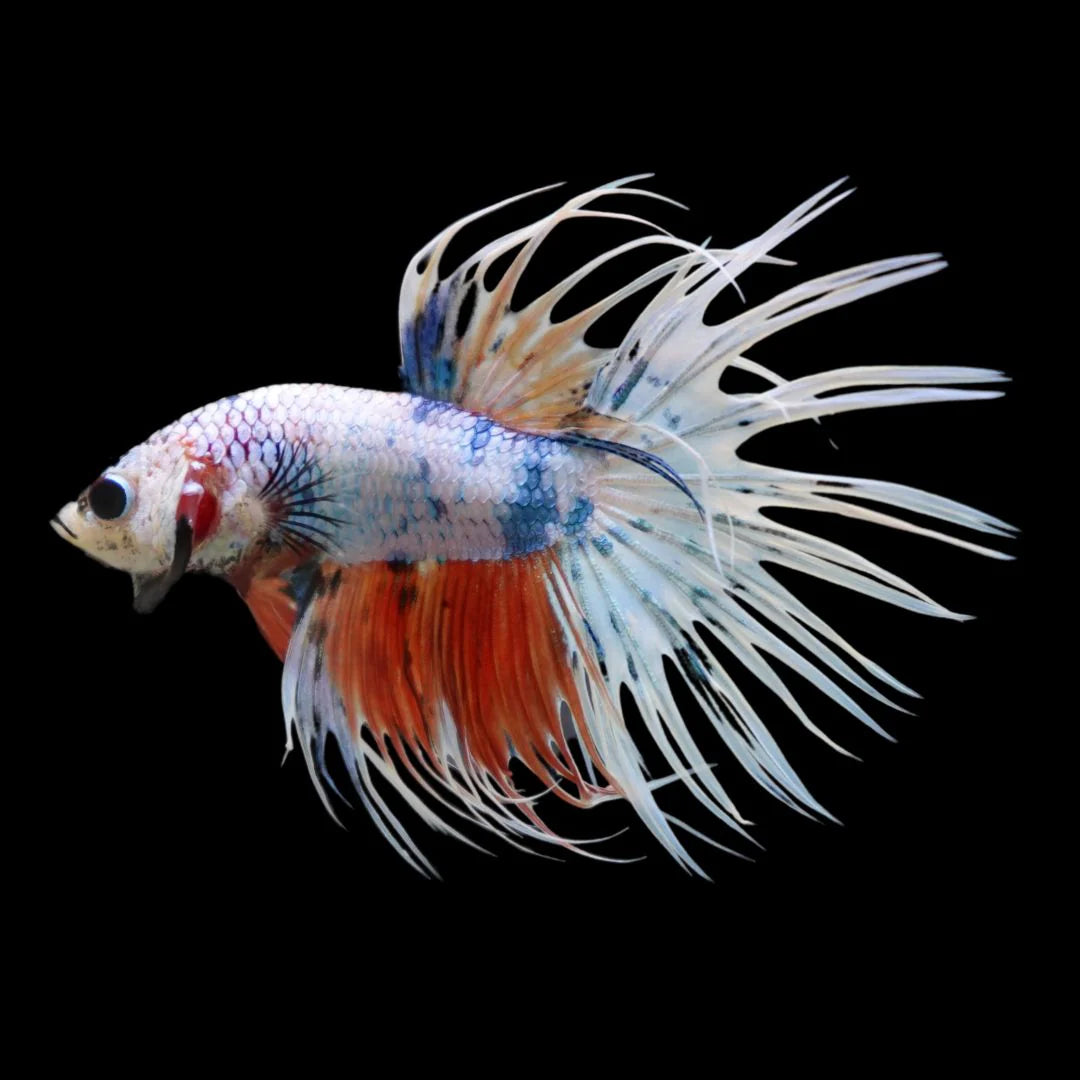 Crowntail Fighter