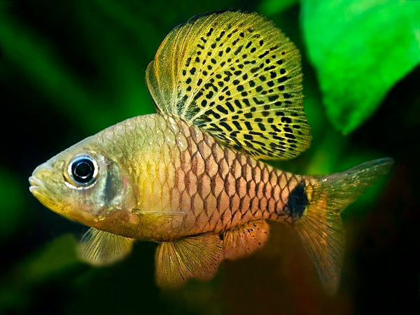 Native Indian Fish