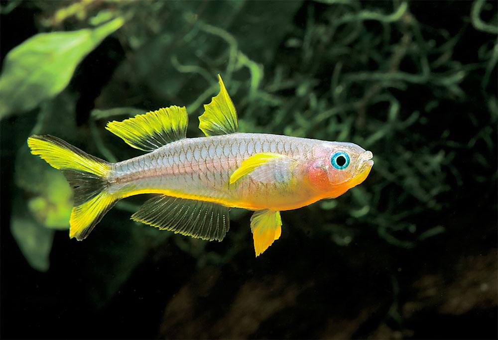 Fish For Planted Aquariums