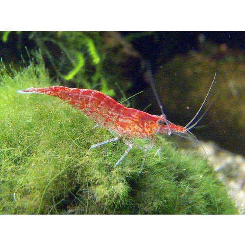 Neocaridina Shrimp
