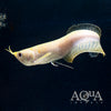 Albino Arowana 4inch