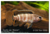 Red Dwarf Chameleon Badis