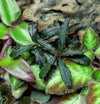 Bucephalandra Godzilla