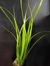 Cyperus Helferi