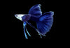 Half Blue Ribbon Fin Guppy