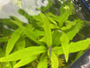 Hygrophila Angustifolia