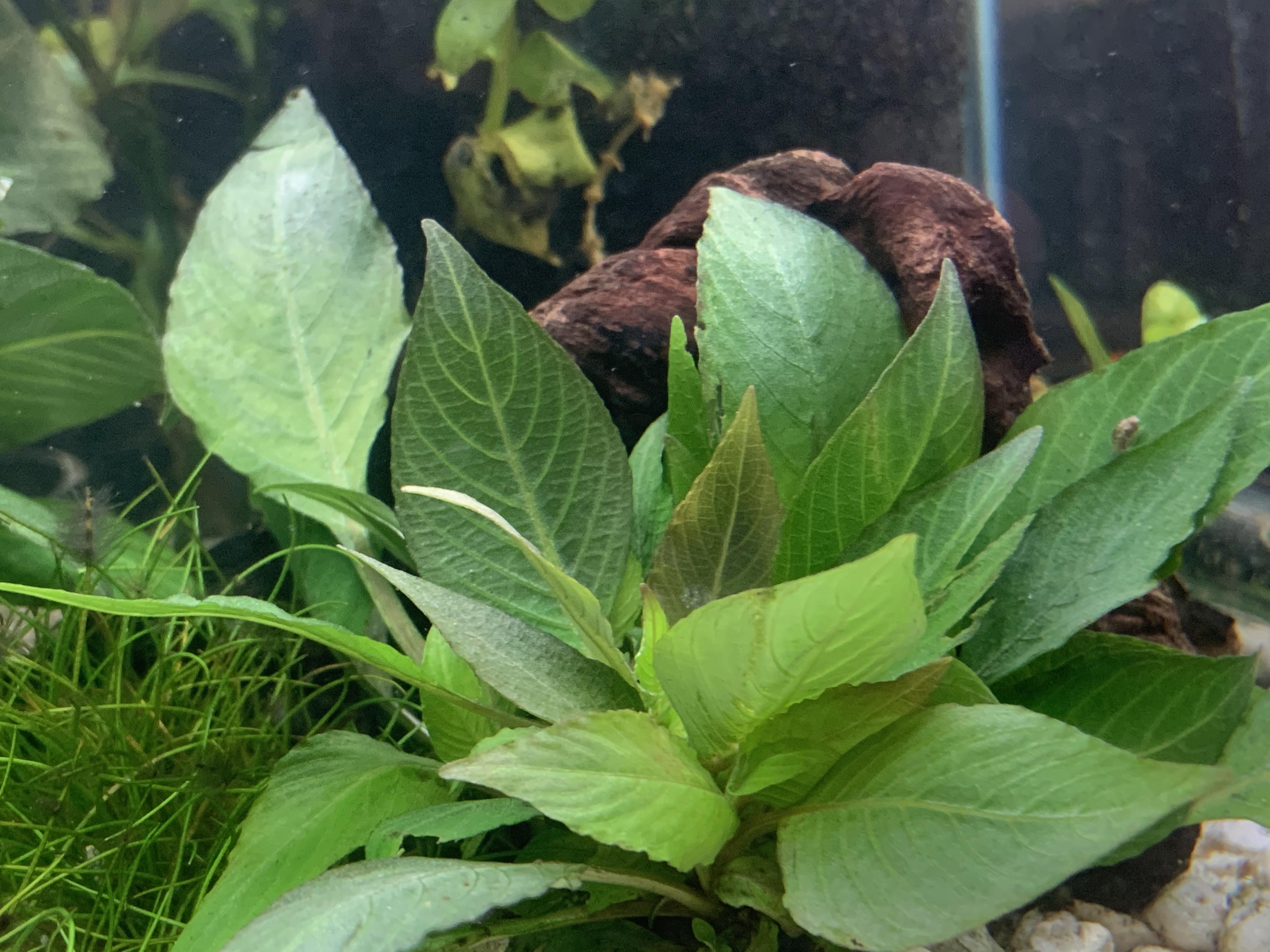 Hygrophila corymbosa Compacta