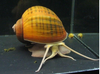 Apple Snail