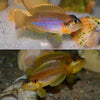 Lamprologus ocellatus Gold