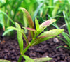 Limnophila repens