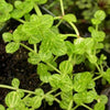 Lindernia sp Variegated