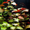 Ludwigia repens