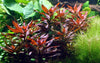 Ludwigia glandulosa perennis