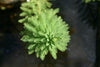 Myriophyllum aquaticum