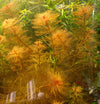 Myriophyllum tuberculatum