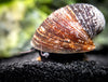 Red Lip Nerite Snail