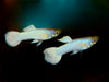 Snow White Guppy (PAIR)