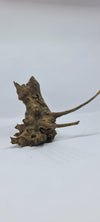 Ancient horn Driftwood (S) DWHS10