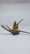 Ancient horn Driftwood (M) DWHM11
