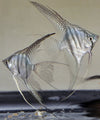 Zebra Angelfish Veil Tail Small