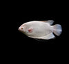 Albino Giant Gourami, 5"