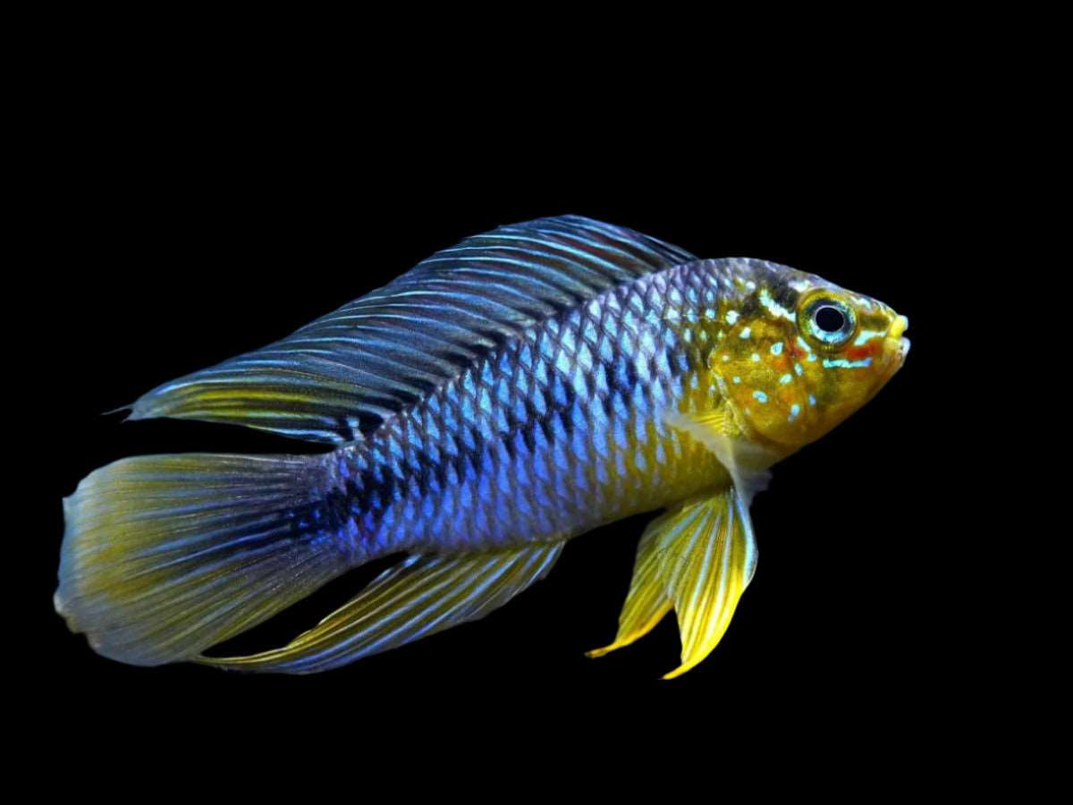 apistogramma.borelli.best4pets.in