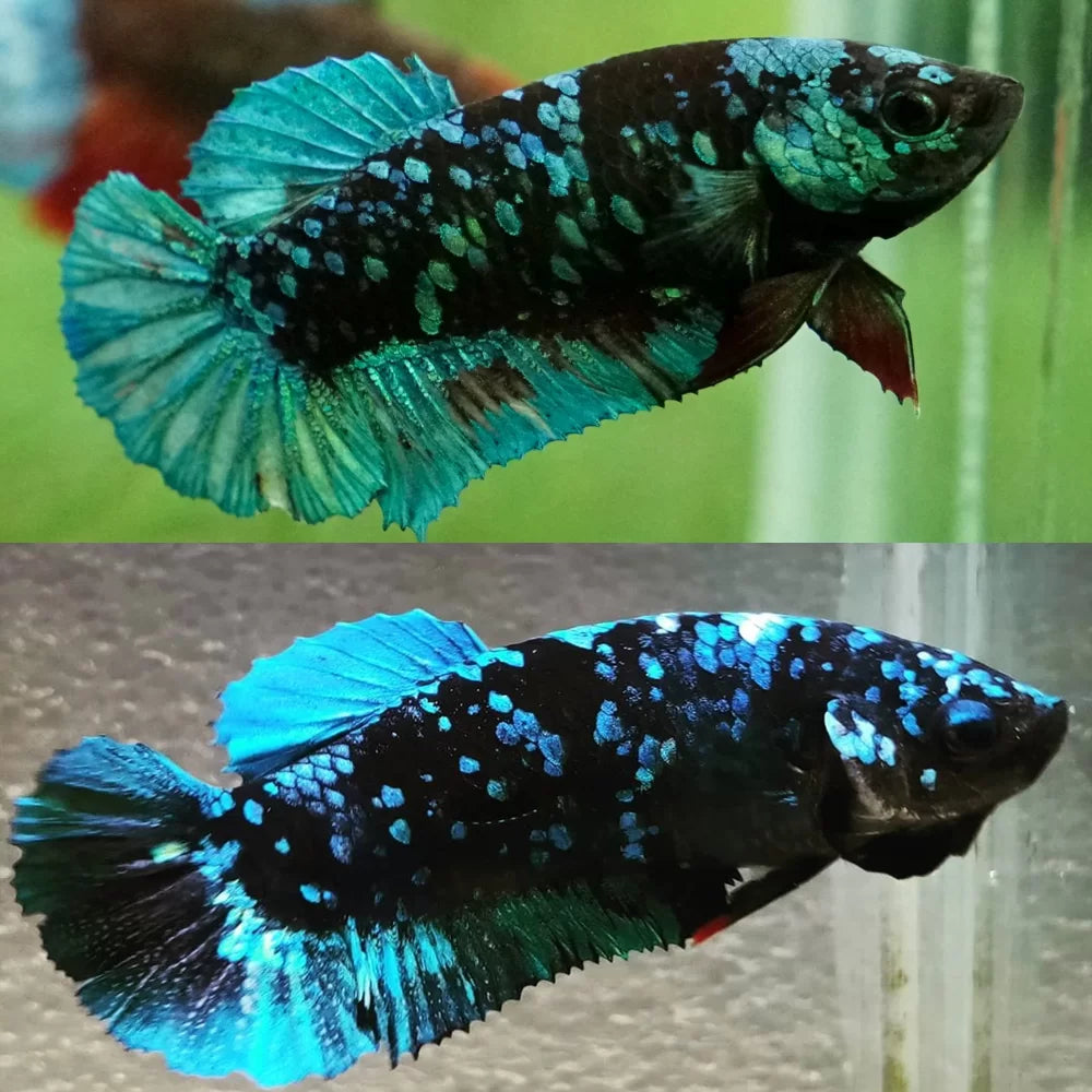 Avatar Betta (Pair)