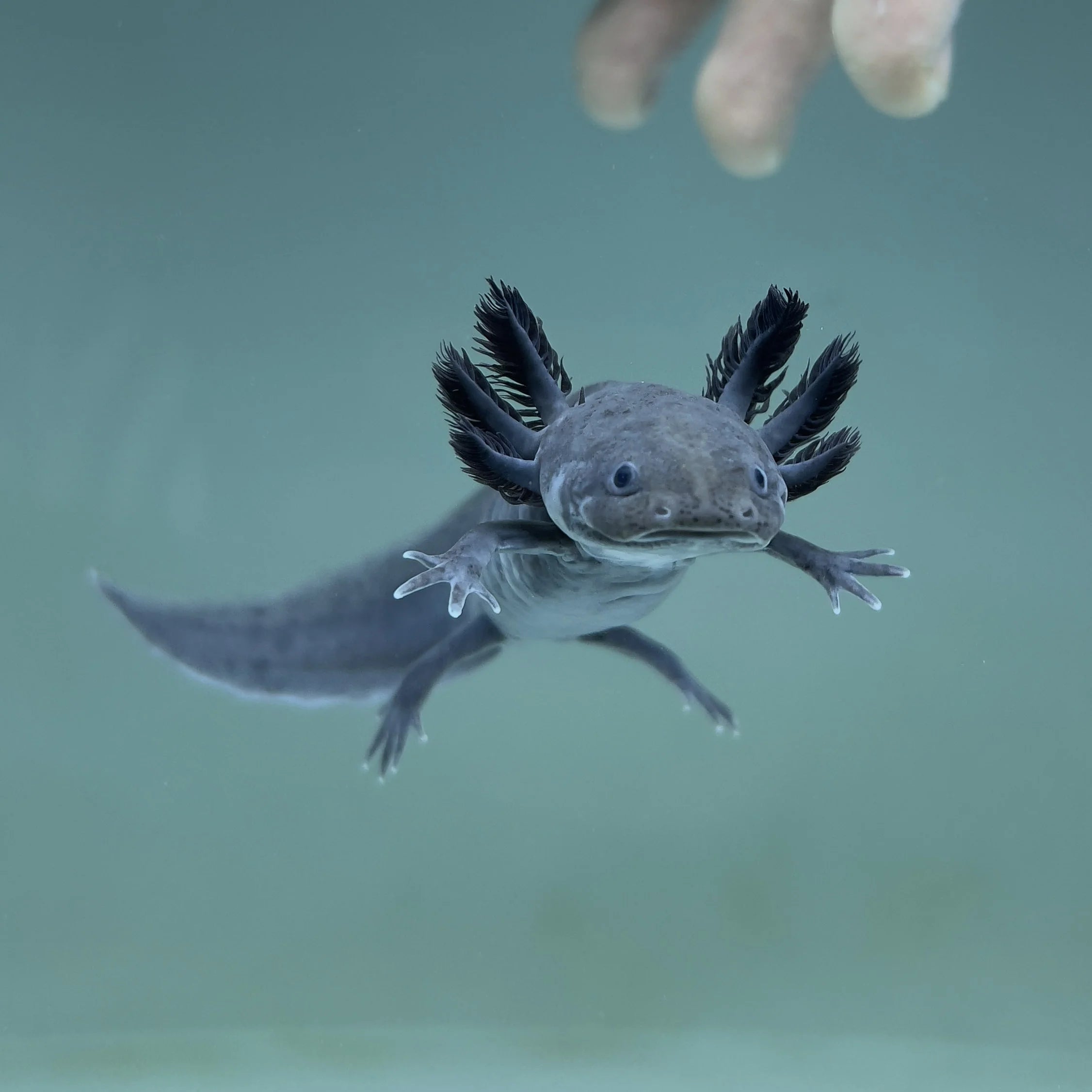 Axolotl Black Melanoid 4"