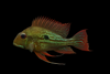 Geophagus Winemilleri 2inch