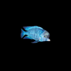 Blue Dolphin Cichlid 4"