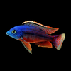 Red Empress Cichlid 3.5"inch