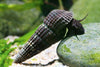 Black Spotted Rabbit Snail