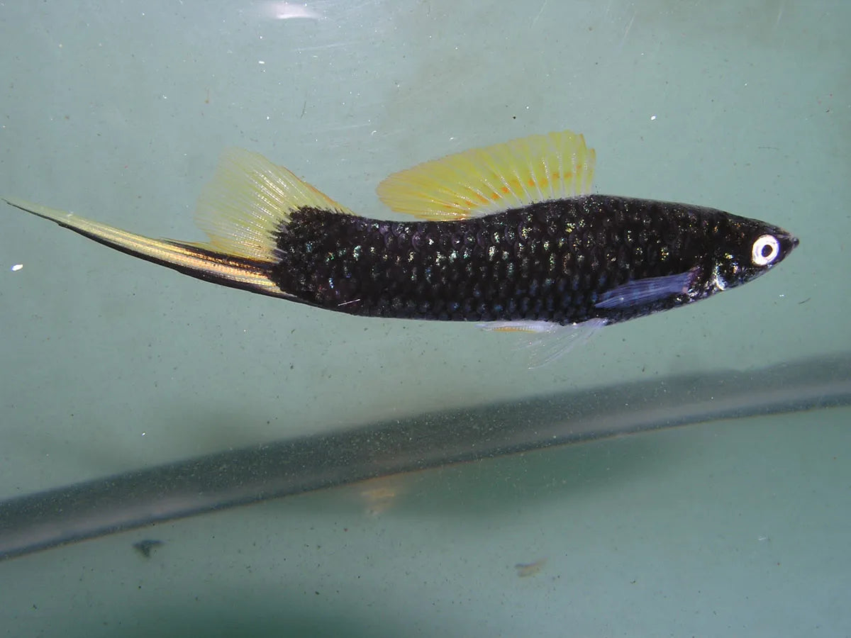 Black Swordtail (Pair)