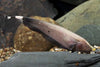 Brown Ghost Knifefish 5"