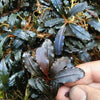 Bucephalandra Falcon