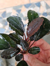 Bucephalandra Mukok Rhizome