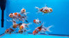 Calico oranda 3" (Indian Bred)