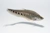 Clown Knifefish 4inch